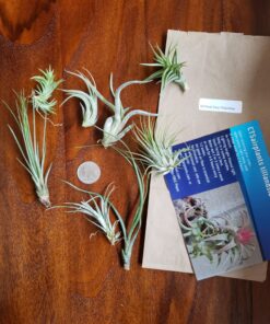 Air Plants Tillandsia Assortment 10 Pack Easy Houseplants for Beginners Small to Medium 1.5"-6"+ 29 914 VwlsXFL