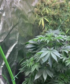 Canna 250 ml Rhizotonic Rooting Stimulator 9321025 14 9143vAGxBsL