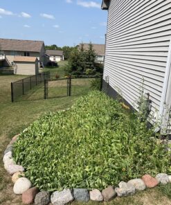 90,000 Wildflower Seeds - 3oz Pure Wild Flower Seed Pack - 25 Variety - Perennial Flower Seeds for Attracting Birds & Butterflies - Open Pollinated, Flower Garden Seeds for Planting Outdoors Perennial (3oz) 46 914Cmx 0YdL 2