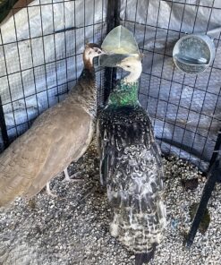 Little Giant® Hangable Poultry Waterer| Galvanized Round Hanging Poultry Waterer | Hanging Chicken Waterer | Chicken Canteen 17 914F8iogHzL