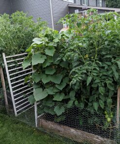 Certified Organic Vegetable Seeds for Planting Outdoors - 13 Seed Variety Pack of Veggie Heirloom Seeds Non GMO Organic Non Hybrid Open Pollinated for Home Garden - Tomato, Broccoli, Carrots, Fruit 43 914JbBUuuEL