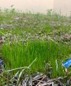 Scotts Turf Builder Grass Seed Fall Overseeding Mix, Thickens & Strengthen to Help Prevent Future Weeds, 15 lbs. 15 lb. 41 914kITtfIuL