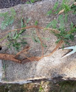 Lawn Jaws The Original Sharktooth Weed Puller Remover Weeding & Gardening Tool Weeder -Pull from The Root Easily! Ergonomic Handheld Weeding Tool for Spring Summer Cleaning, for All Age Gardeners 1 Pack 28 914tzHz8HL