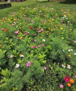 Seed Needs, Large 2.1 Ounce Package of 7,000+ Crazy Mix Cosmos Seed Mixture for Planting (Cosmos Bipinnatus Butterfly Attracting Cosmos Mixture) 10+ Varieties Open Pollinated - Bulk Large Pack (7,000 Seeds) 36 914yuDNJEvL