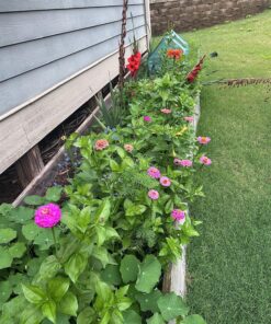 Wildflower Seeds Butterfly and Humming Bird Mix - Large 1 Ounce Packet 7,500+ Seeds - 23 Open Pollinated Annual and Perennial Species 1 Ounce Pouch 53 9152UnKYNbL