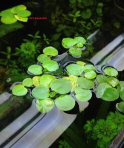 12 Amazon Frogbit (Limnobium Laevigatum), Live Aquarium/Aquatic Floating Plant by G&Z 25 9158BoLnnCL