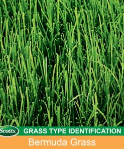 Scotts Turf Builder Grass Seed Bermudagrass, Mix for Full Sun, Built to Stand Up to Heat & Drought, 5 lbs. 5 lb. 53 915N81Sj4fL