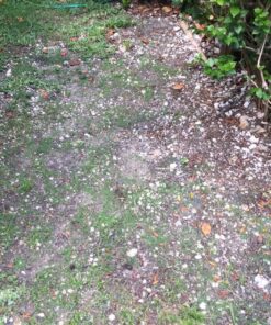 Scotts Turf Builder Grass Seed Bermudagrass, Mix for Full Sun, Built to Stand Up to Heat & Drought, 5 lbs. 5 lb. 69 915dRHQ924L