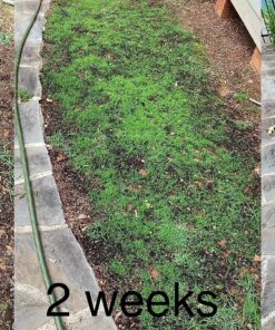 Scotts Turf Builder Grass Seed Bermudagrass, Mix for Full Sun, Built to Stand Up to Heat & Drought, 5 lbs. 5 lb. 63 915oCWQab9L