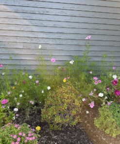 Cosmos Seeds Wildflower Mixture - Bulk Quarter Pound Bag - Over 20,000 Seeds - Pink, Yellow, Orange, Red, Purple and White Mixed Species! 1/4 Pound Bag 30 916L1d0GvlL