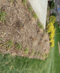 Miracle-Gro Garden Feeder 1 Pack 38 916bYMr0XSL