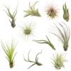 Air Plants Tillandsia Assortment 10 Pack Easy Houseplants for Beginners Small to Medium 1.5"-6"+ 8 916eHjCmdoL