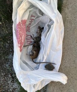 Tomcat Press 'N Set Mouse Trap, Plastic, Spring-Loaded Mouse Killer with Grab-Tab, 2 Traps Mouse Traps (2 Traps) 40 916hlse7VhL