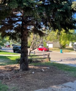 Sun Joe SWJ800E 8-Inch 6.5-Amp Telescoping Electric Pole Chain Saw with Automatic Chain Lubrication System Pole Saw 8-Inch Bar/Chain 8.7' Max. Extension 49 916l1Q1q95L