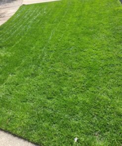 Scotts Halts Crabgrass & Grassy Weed Preventer, Pre-Emergent Weed Killer for Lawns, 5,000 sq. ft., 10.06 lbs. 5,000 sq. ft. 17 917CbTpWvL