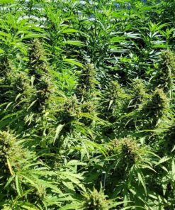 D.B. Smith Contractor 190216 2-Gallon Sprayer for Weed Killers, Herbicides, and Insecticides 2 Gallon 38 917bmsZQz8L