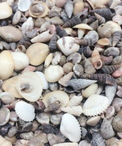 PEPPERLONELY India Natural Sea Shells Mixed, Small, 1/4 Inch to 1 Inch in Sizes, 8 oz, Apprx. 1500PC Shells 6 917eBcIqc6L