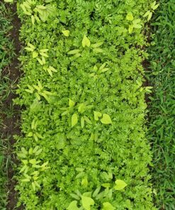 90,000 Wildflower Seeds - 3oz Pure Wild Flower Seed Pack - 25 Variety - Perennial Flower Seeds for Attracting Birds & Butterflies - Open Pollinated, Flower Garden Seeds for Planting Outdoors Perennial (3oz) 54 917zAAiJj3L