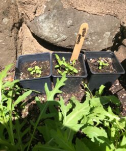 Seed Needs, Swamp Milkweed Seed Packet Collection (2 Varieties of Asclepias for Planting and Attracting Monarch Butterflies) Heirloom, Untreated & Open Pollinated 37 9182k0iZDkL