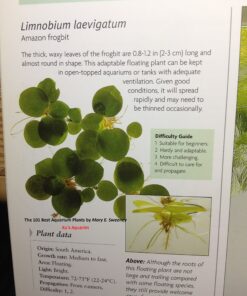 12 Amazon Frogbit (Limnobium Laevigatum), Live Aquarium/Aquatic Floating Plant by G&Z 23 9182yx lBDL