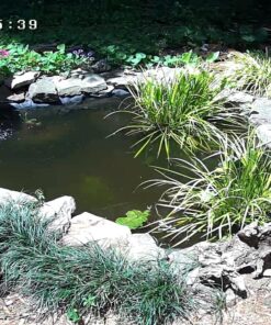 TetraPond Submersible Flat Box Filter, For 250 To 500 Gallon Ponds 37 918D9Yk0g8L