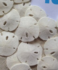 Tumbler Home Sand Dollars 50pcs - Under 1" Inch - Small Natural White Sand Dollar - Sea Shell for Crafts - Wedding Shells - Bulk Sand Dollars 26 918QHK1ELtL