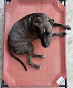 Coolaroo The Original Cooling Elevated Dog Bed, Indoor and Outdoor, Large, Terracotta 51.0"L x 31.5"W x 8.0"Th 31 918i RAxPwL