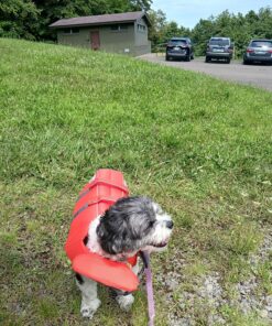 Outward Hound Granby Splash Orange Dog Life Jacket, Medium Granby (Flotation) Medium (Chest Girth: 21"-27") 37 918xcQgVhYL