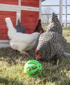 Ware Manufacturing Peck N Play Chicken Ball Toy 4 918yLtIxRML