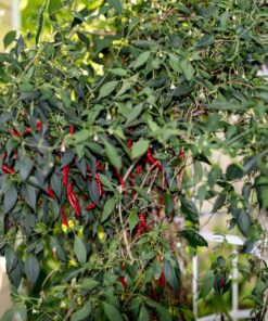 General Hydroponics MaxiGro Plant Food For Vigorous Growth, 2.2 lb 51 919DeoRKFyL