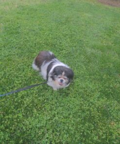 Pet Fit For Life 64" Premium Two Dog Leash: Premium Double Leash for Dogs, Provides Control and Comfort - Durable Foam Rubber Handle, Shock Absorbing Cord - Includes Bonus Collapsible Water Bowl Large 39 919DpvBOm L