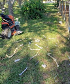 Kangaroo Halloween Bag of Skeleton Bones and Skull- Halloween Graveyard Props- Haunted House Lawn Yard Decorations- Scary Halloween Decorations 30 Pieces Bag of Plastic Bones 35 919FUKuKZYL