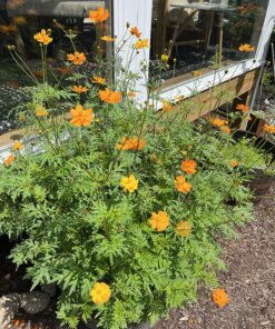 2,000 Seeds of Sulphur Cosmos, Bright Lights Mix by Seeds2Go 19 919PqI2D3eL