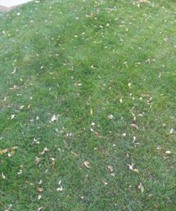 Scotts Turf Builder WinterGuard Fall Lawn Fertilizer for All Grass Types, 5,000 sq. ft., 12.5 lbs. 5,000 sq. ft. 38 919aEglt9VL