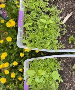 Wildflower Seeds Butterfly and Humming Bird Mix - Large 1 Ounce Packet 7,500+ Seeds - 23 Open Pollinated Annual and Perennial Species 1 Ounce Pouch 52 919tyXeU7oL