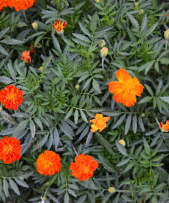 French Marigold Sparky Mix Seeds, Over 5,000 Seeds by Seeds2Go 33 919uXuiIonL