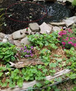 TetraPond Submersible Flat Box Filter, For 250 To 500 Gallon Ponds 38 91A8Bfr6kdL