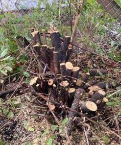 DEWALT 20V MAX* XR Chainsaw, 12-Inch, Tool Only (DCCS620B) Chainsaw Bare Tool Only 50 91ABF2EKaHL