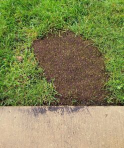Scotts EZ Seed Dog Spot Repair Sun and Shade - 2 Lb., Mulch, Seed and Soil Amendment with Protectant and Tackifier, Repairs Pet Spots 2 lb. 1 Pack 56 91AFIuoQMDL