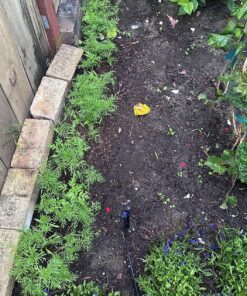 Seed Needs, Large 2.1 Ounce Package of 7,000+ Crazy Mix Cosmos Seed Mixture for Planting (Cosmos Bipinnatus Butterfly Attracting Cosmos Mixture) 10+ Varieties Open Pollinated - Bulk Large Pack (7,000 Seeds) 52 91ALfktFP0L