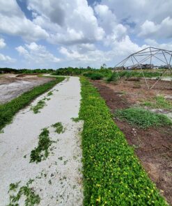Fiskars Long-Handled Grass Shears - 36" Handle with 360-Degree Swivel Blade - Garden Shears and Grass Cutter - Black 36" Long-Handled Grass Shears 22 91AM lyqT9L