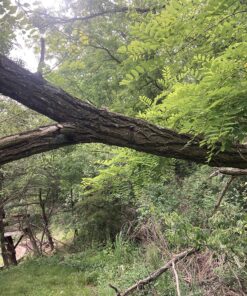 Sportsman Pocket Chainsaw 36 Inch Long Chain With Fire Starter Best Compact Folding Hand Saw Tool for Survival Gear, Camping, Hunting, Tree Cutting or Emergency Kit. Replaces Your Pruning & Pole Saw 44 91AWA5MBz6L 1