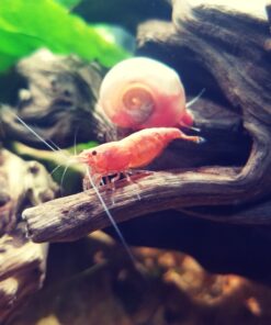 Ramshorn Snails, Algae Eater, Live Snails for Freshwater Aquariums - 1/8 to 1/2 inch (5 Snails) 5 Snails 15 91AezmrXS1L 1