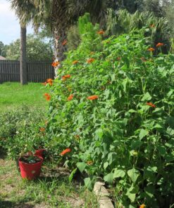 Outsidepride Tithonia Speciosa Red Mexican Sunflower Garden Cut Flowers - 1000 Seeds 53 91Af4ExzHwL