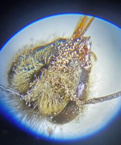 Carson MicroBrite 20x-40x LED Lighted Pocket Microscope for Learning, Education and Exploring (MM-24) 1 MicroBrite Microscope (MM-24) 34 91Am2TyVq L