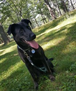 Black Rhino Dog Leash - Heavy Duty - Medium & Large Dogs | 6ft Long Leashes | Two Traffic Padded Comfort Handles for Safety Control Training - Double Handle Reflective Lead - (Aqua) Aqua 51 91AuTPfdVUL