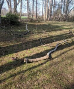 Sportsman Pocket Chainsaw 36 Inch Long Chain With Fire Starter Best Compact Folding Hand Saw Tool for Survival Gear, Camping, Hunting, Tree Cutting or Emergency Kit. Replaces Your Pruning & Pole Saw 56 91AxbdGLk1L 1