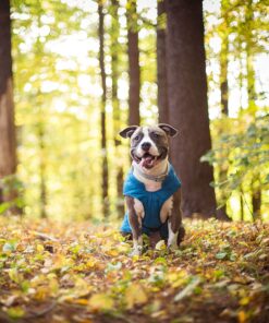 Kurgo Loft Dog Jacket, Reversible Dog Coat, Wear with Harness or Sweater, Water Resistant, Reflective, Winter Coat For Large Dogs (Coastal Blue, L) Coastal Blue/Orange 29 91Az76fDfzL