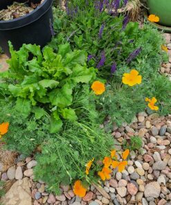 Orange California Poppy Seeds, Bulk Pack of 8 Oz, 150,000+ Seeds by Seeds2Go 27 91AzAbb287L