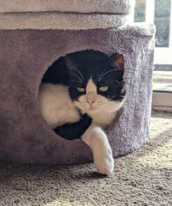 Elanco Tapeworm Dewormer (praziquantel tablets) for Cats and Kittens 6 Weeks and Older, 3-count 58 91B1qWS3NXL